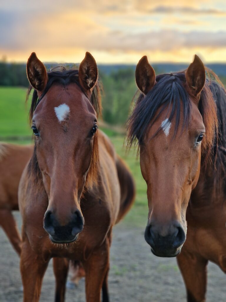 Stall Agnäs, unghästar