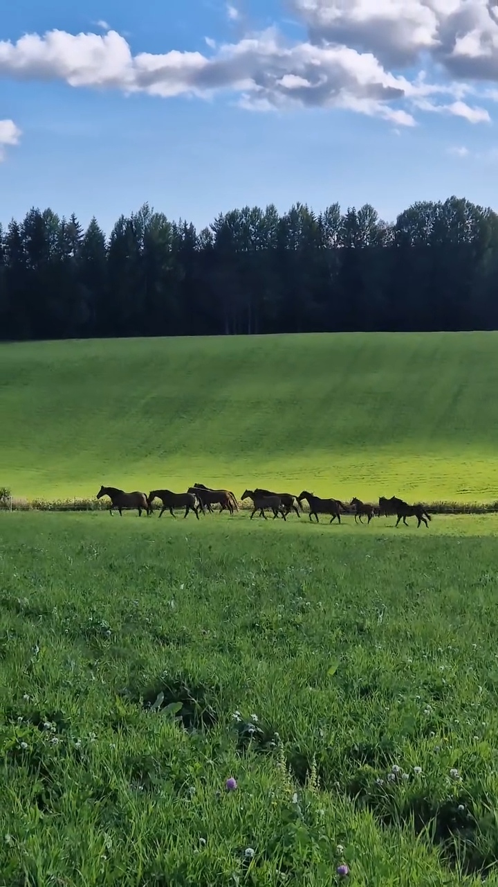 Stall Agnäs, hästuppfödning, hopphästar